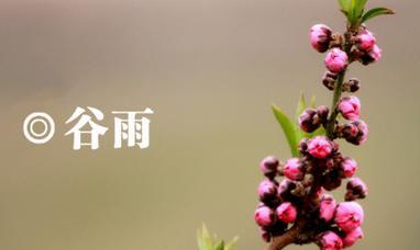 从谷雨到清明，一场唯美的春天盛宴（从谷雨到清明）