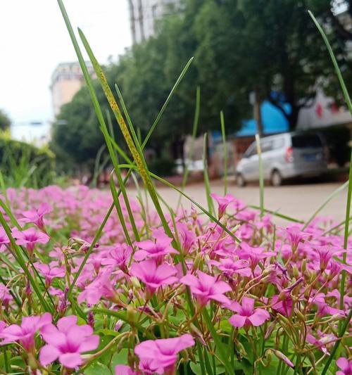 微笑是最美的花（小女孩的故事）