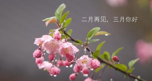 桃花开放，岁月静好——2024三月你好朋友圈说说（一起留恋）