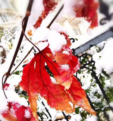 冬日初雪：唤醒心底的宁静与美好