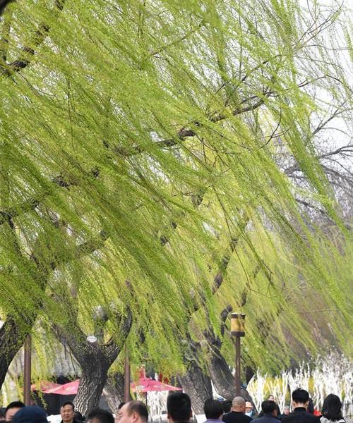 以暖意踏春来（春天里的那些暖心瞬间）