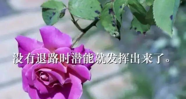 人生如诗，情感如梦（唯美短句）