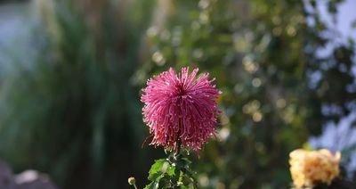 盛放的花，盛开的情感；生命的韵律，生命的美丽（盛放的花）