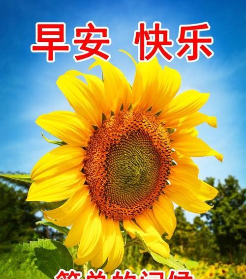 花儿美的诗意世界（盛开的花海中）