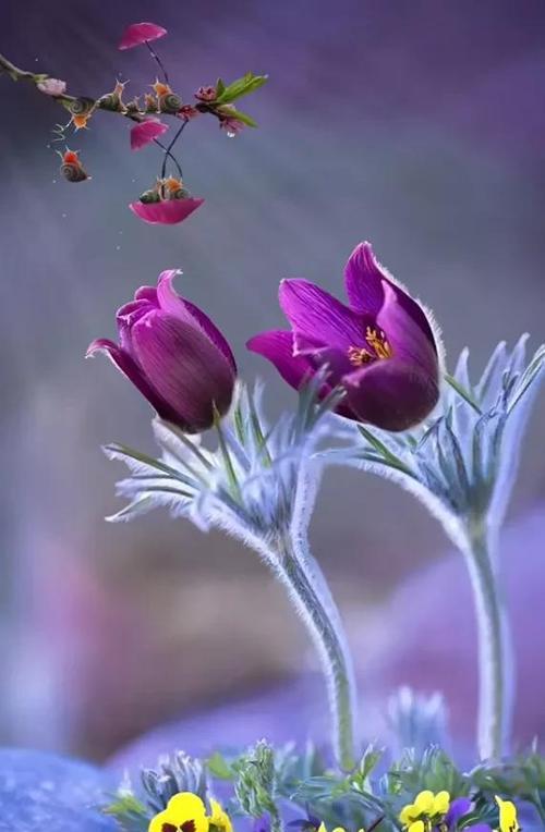 花开时节（花神眷顾）