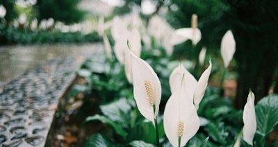 花开时节（花神眷顾）