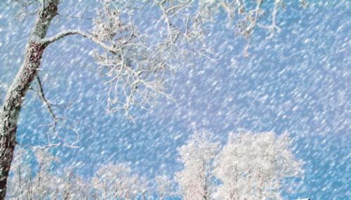《雪落彼岸，寒梅盼春》