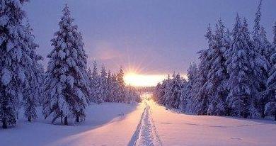 《雪落彼岸，寒梅盼春》