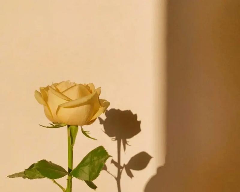 2023七夕节唯美短句怎么说？分享哪些说说句子？