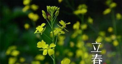 2023朋友圈立春祝福语句子怎么写？有哪些创意句子推荐？