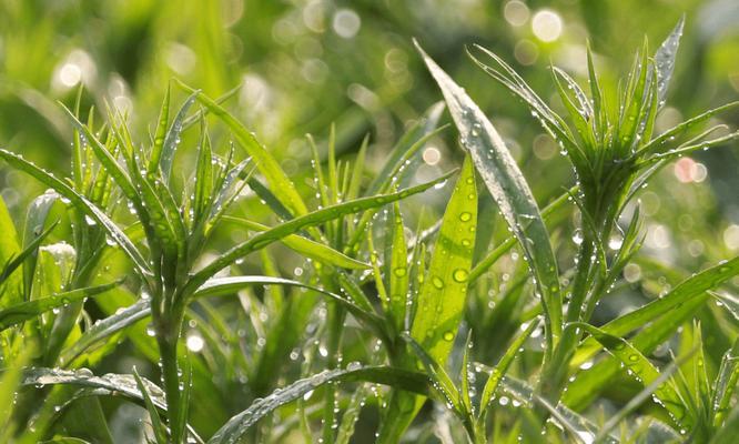 阳光总在风雨后（追求梦想的坚持与勇气）