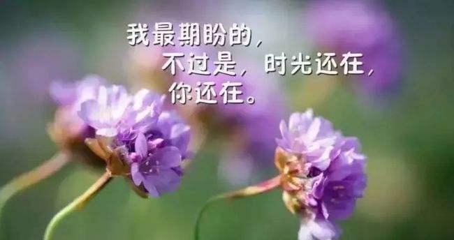 人生的优美经典句子有哪些？如何在日常生活中应用？