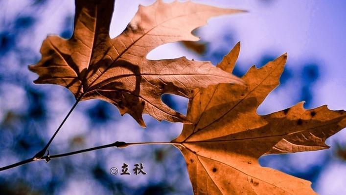 秋天来了唯美心情说说？如何用文字表达秋日情感？