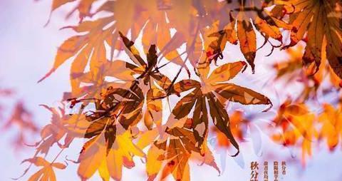 秋分温馨祝福句子精选有哪些？如何挑选适合的祝福语？