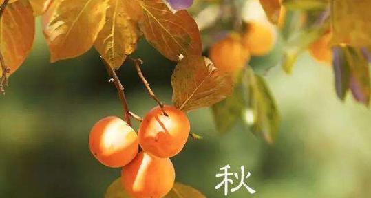 秋分快乐的微信问候句子有哪些？如何发送祝福？