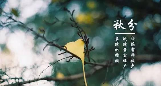 秋分经典唯美句子有哪些？如何用这些句子表达秋天的情感？