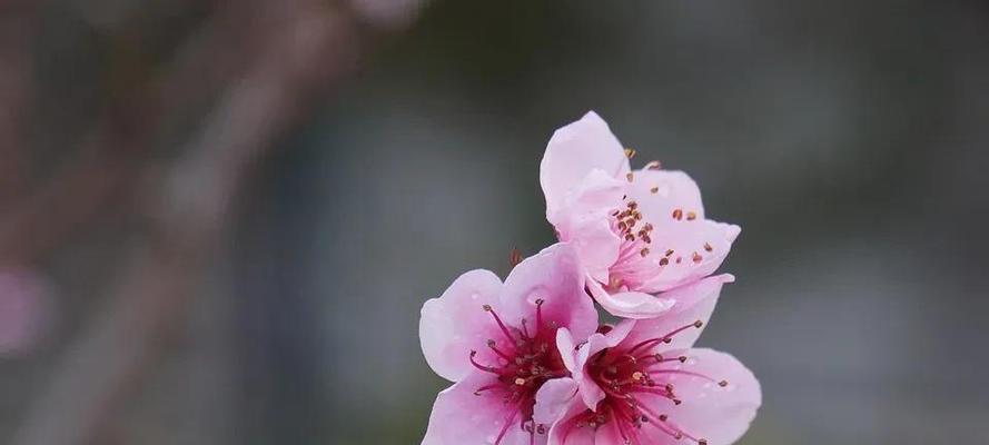 微笑如花（一朵蓓蕾初绽的故事）