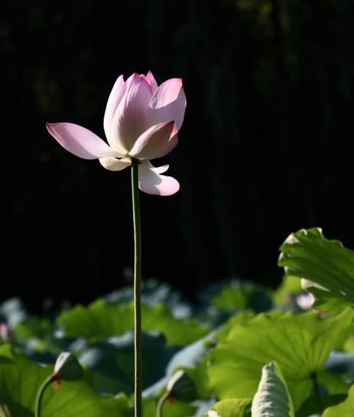 花开花落，生命轮回（花落花开，人生掌握）