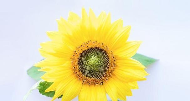 懂得人生百态的句子有哪些？如何理解它们的深层含义？