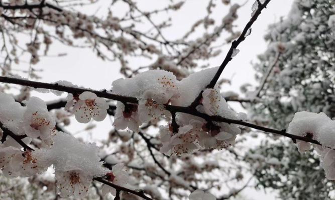 冬天的第一场雪说说？如何记录这个特别的时刻？