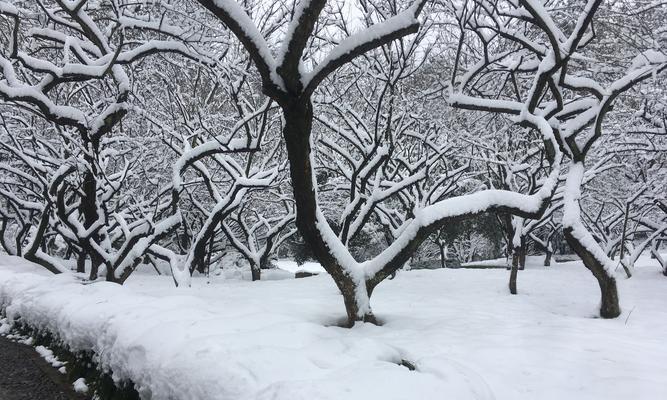 冬天的第一场雪说说？如何记录这个特别的时刻？