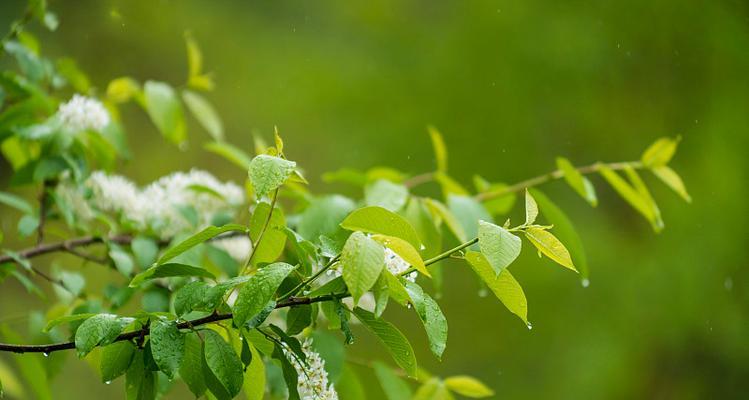 谷雨时什么树花最美呢