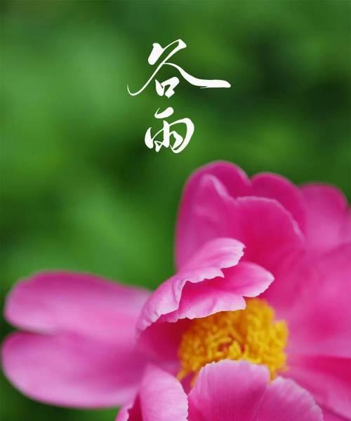 谷雨时什么树花最美呢