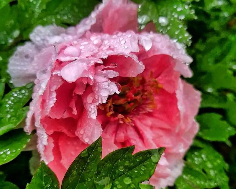 《雨润花开，牡丹绽放》