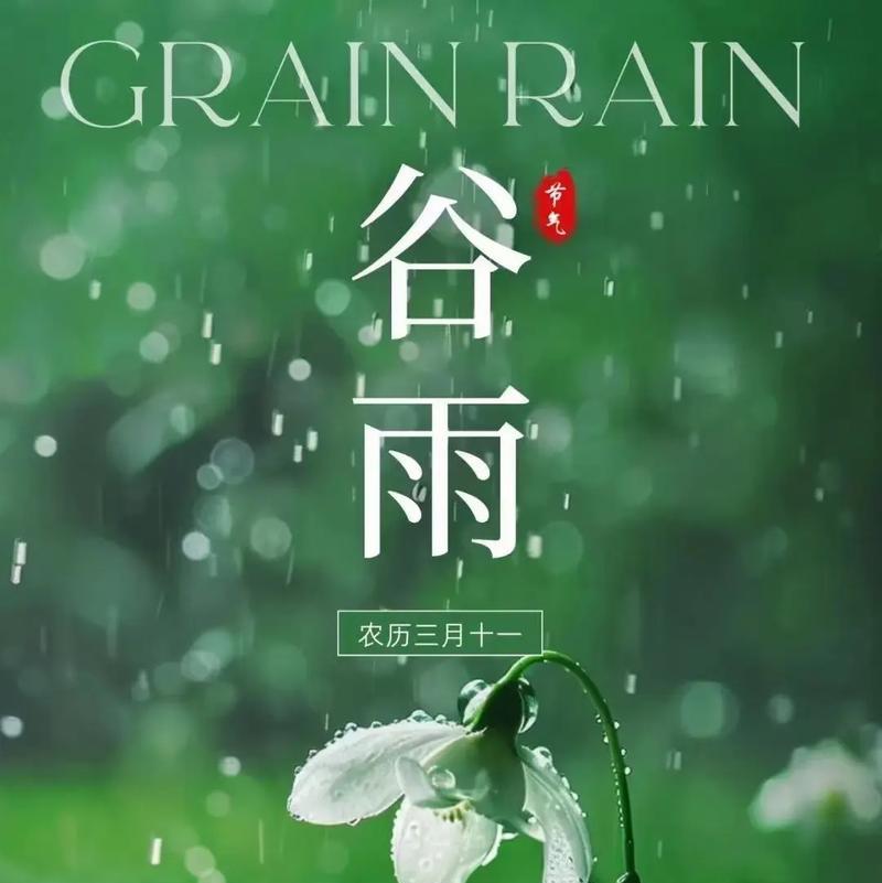 《雨润花开，牡丹绽放》
