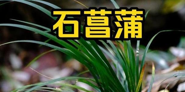《兰溪谷雨林清歌》