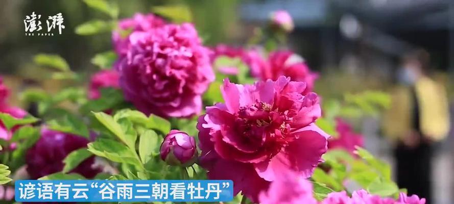 谷雨时节，粉牡丹盛开，花语绵绵