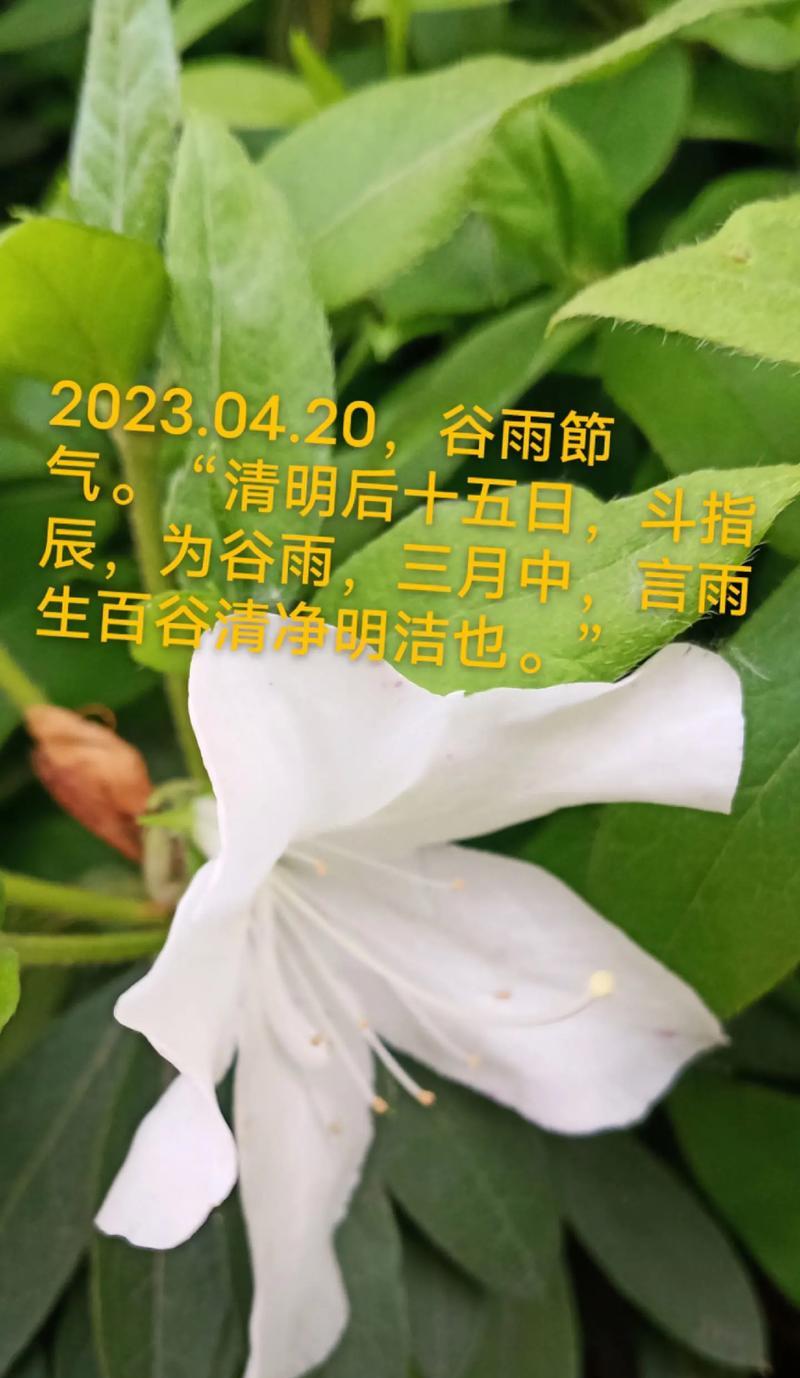 《谷雨风雅：春归深处诗意浓》