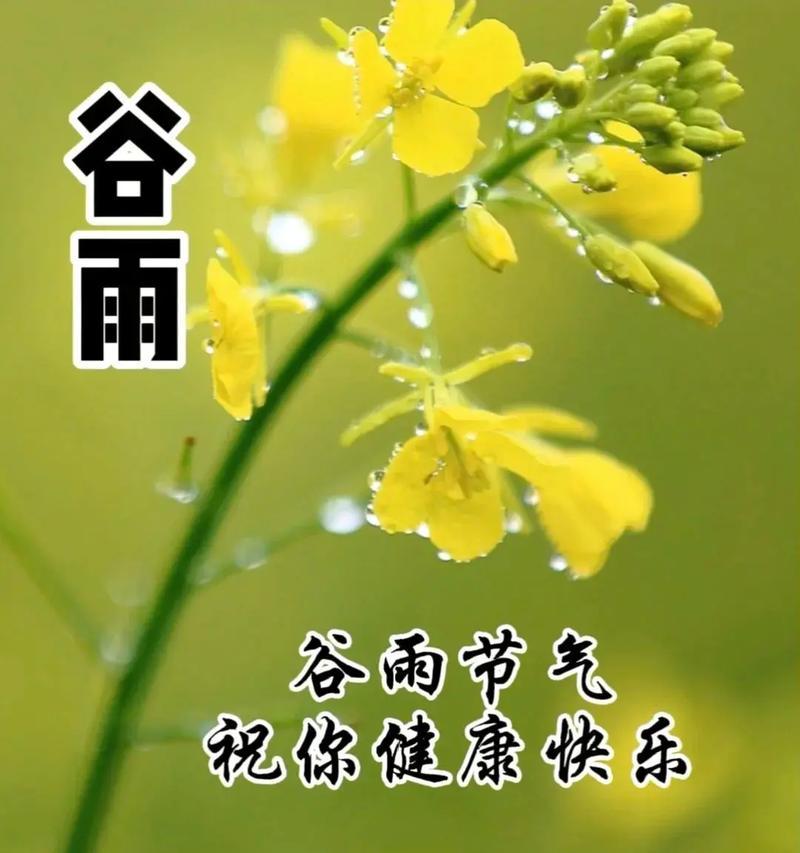 谷雨时节润物细无声，春意盎然话绮丽