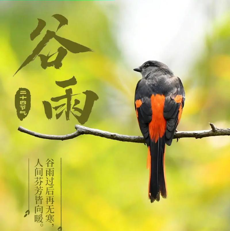 《谷雨润物细无声——春意盎然之章》