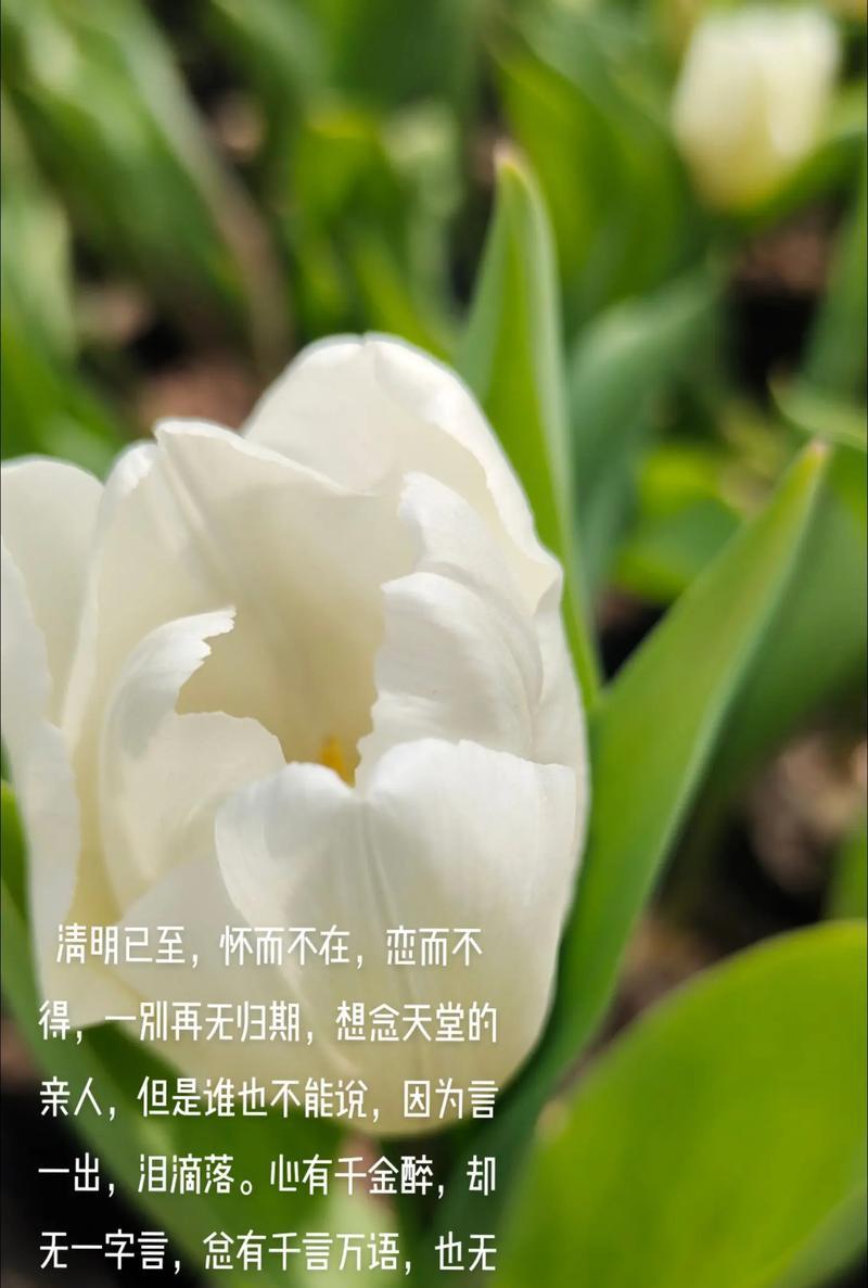 《翠色清明，一纸随想录》