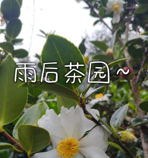 《雨润茶山绿，云起峡谷幽》