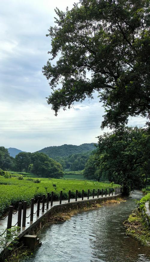 《雨润茶山绿，云起峡谷幽》