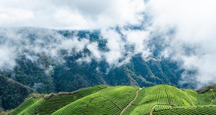 《雨润茶山绿，云起峡谷幽》