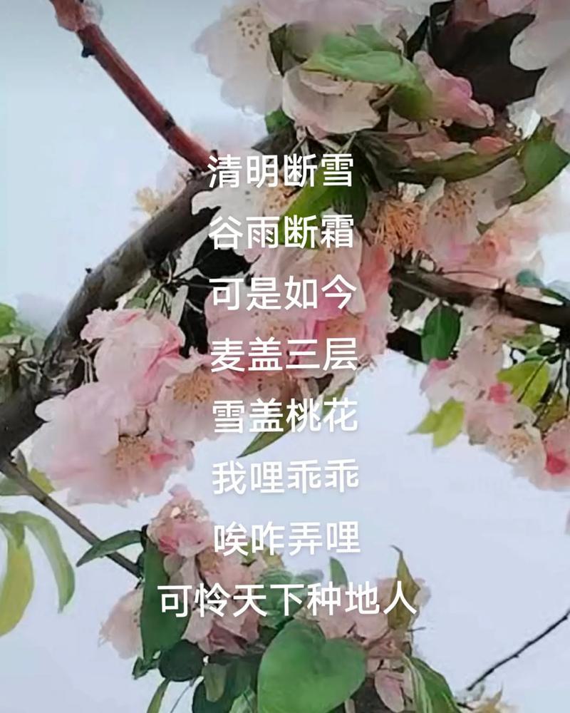谷雨雪映，墨色流年