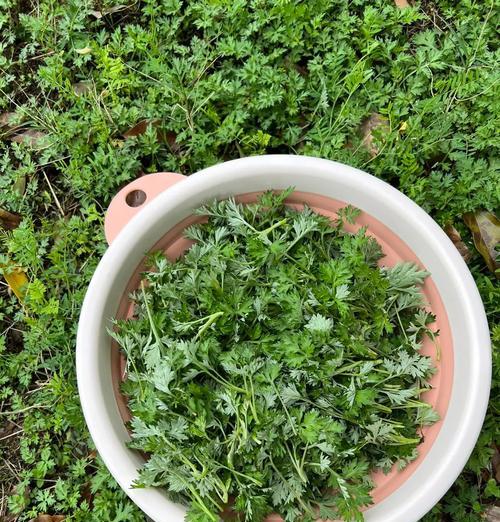 江西清明粿怎么做（《清明时节忆家乡，小学生巧手传家味》）