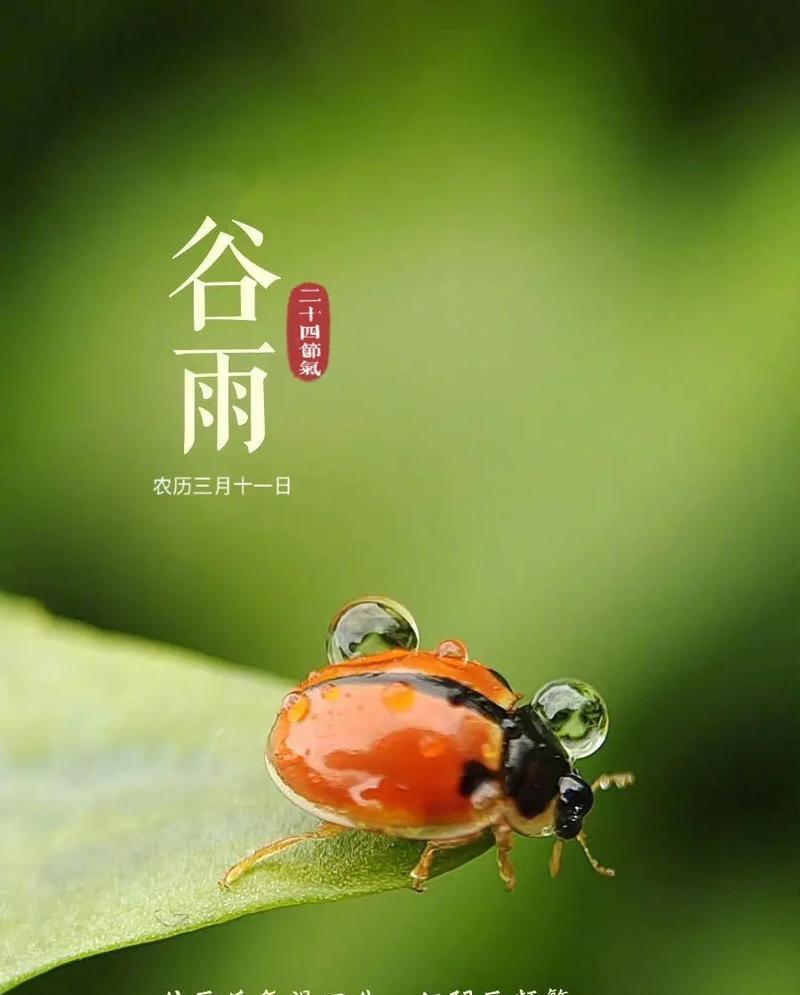 谷雨代售怎么样（《谷雨智购特卖——青春的色彩交响曲》）