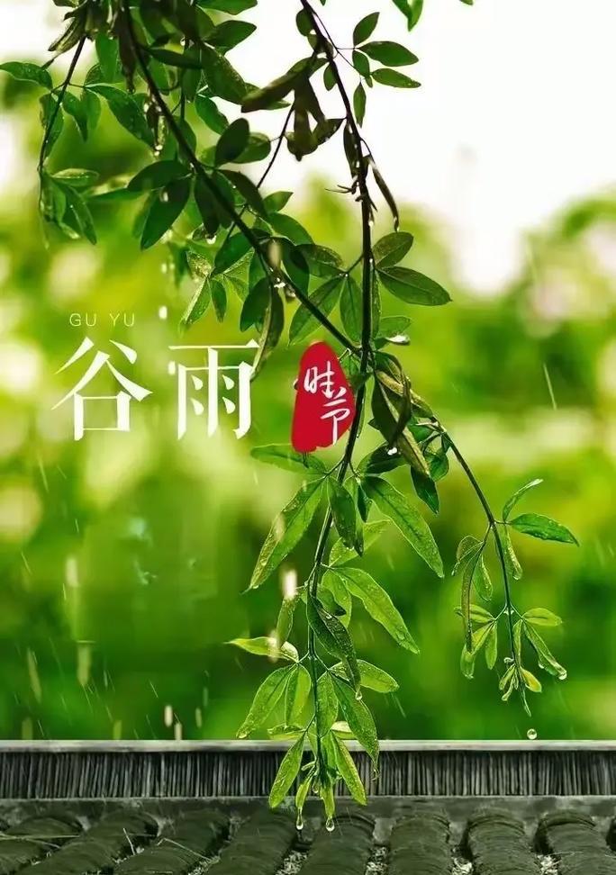 谷雨前后栽花种豆（《谷雨种豆，雨润花开》）