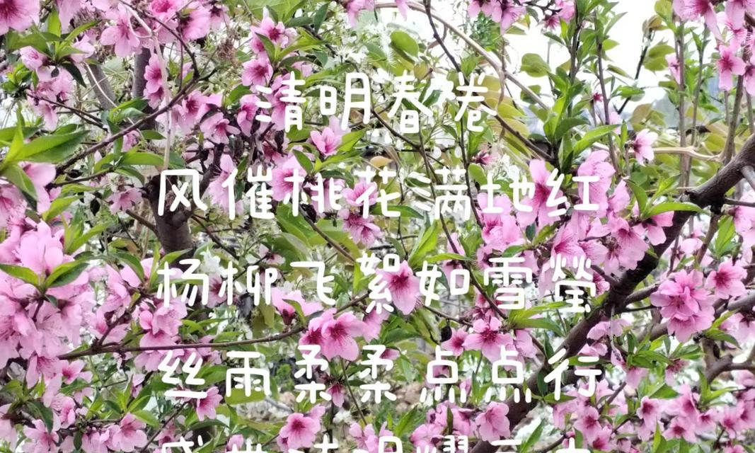 清明时节桃花开诗词歌赋短诗词现代（《清明桃花赋》）