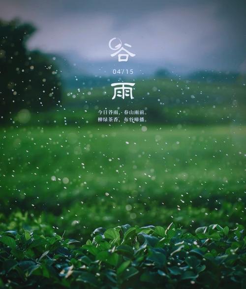 谷雨时节采茶有哪些讲究？（《谷雨寻芳，细品绿茗》）