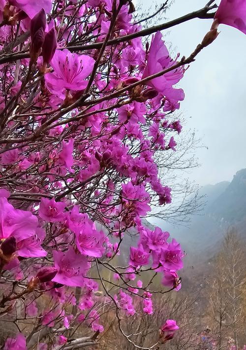 北京郊区自驾赏花路线（《春归何处？清明京郊自驾赏花行》）