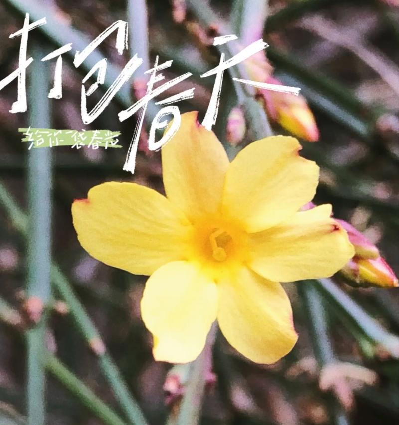 有关谷雨时的迎春花语录的句子简短（《谷雨时节：迎春花开，春意盎然》）