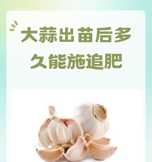 端午节大蒜怎么吃（《碧叶香粽情，青蒜古今谈》）