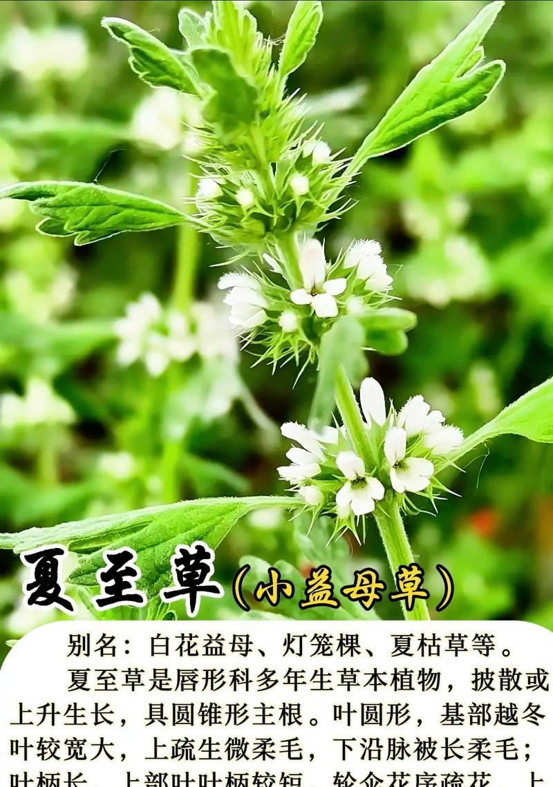 夏至草是什么花序（《夏至草叶间的故事》）