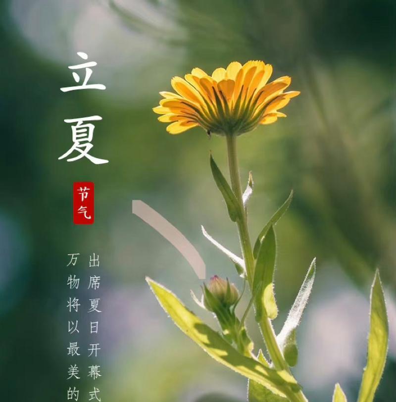 立夏适合宝宝发的句子好句有哪些？（《立夏赋诗：童梦绘夏初》）