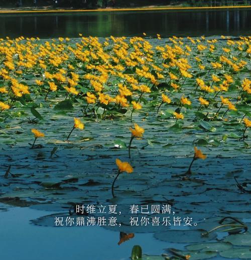 立夏朋友圈怎么发？（《立夏小记：春去夏来，花开富贵》）